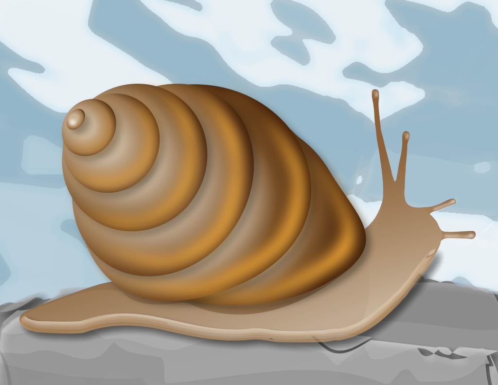 Adobe Illustrator Snail&nbsp;Project